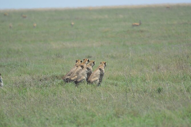 10-Day Amazing Comfort Camping Safari - Day 2: Walking beneath Mount Meru