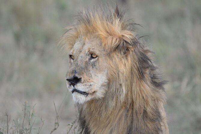 10-Day Amazing Comfort Camping Safari - Day 5: The long road to Seronera