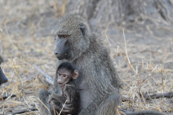 10-Day Amazing Comfort Camping Safari - Day 6: A full Serengeti game drive