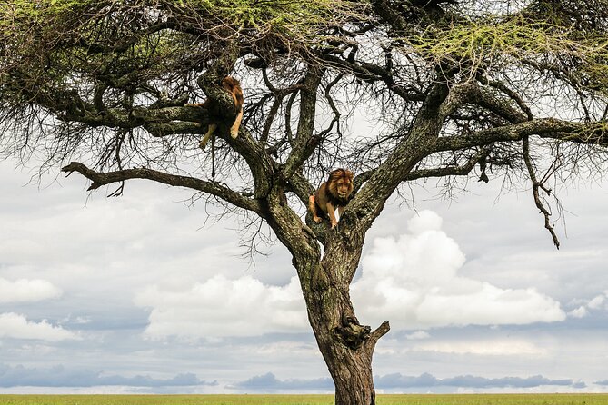 10-Day Predators Tanzania Safari Luxury Package - Day 1: A soft landing in Arusha