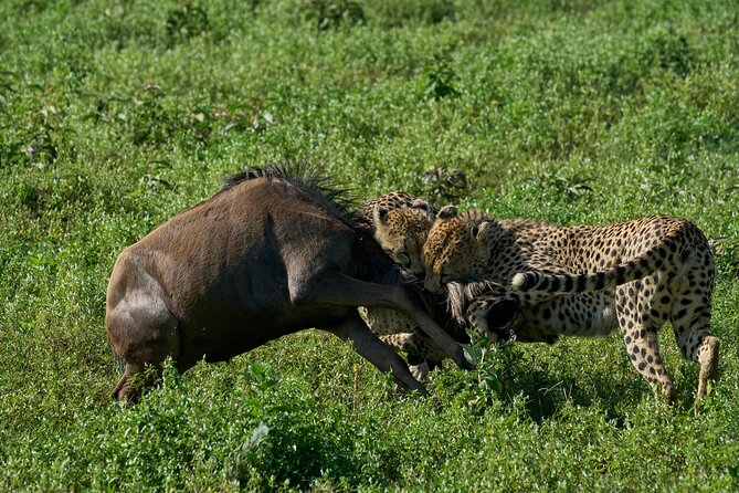 10-Day Predators Tanzania Safari Luxury Package - Days 5 to 8: Four days built around the Serengeti