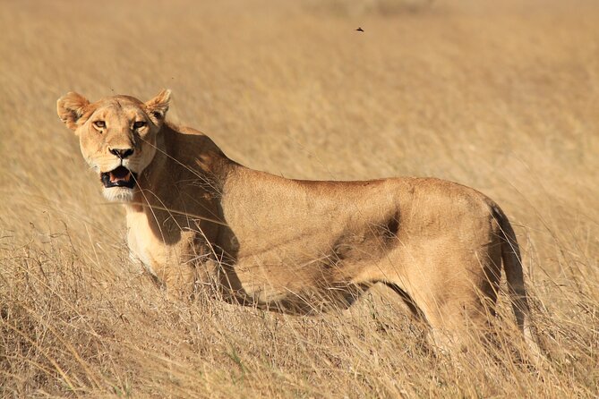 10-Day Predators Tanzania Safari Luxury Package - Day 10: Datoga and Hadzabe culture around Lake Eyasi