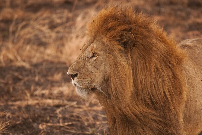 10-Day Predators Tanzania Safari Luxury Package - Food, vehicles, guides, and the meaning of luxury