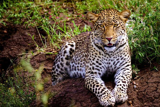 10-Day Predators Tanzania Safari Luxury Package - Days 2 and 3: Elephants and walking safari in Tarangire