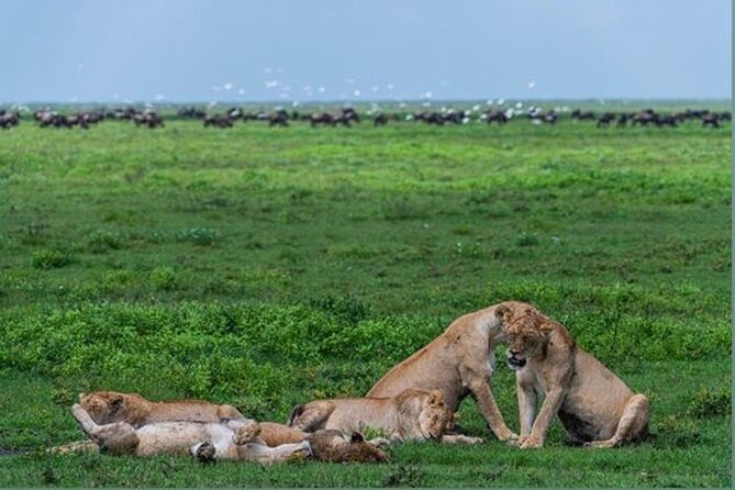 10 Day Serengeti, Ngorongoro Crater and Zanzibar Private Tour - Day 3: Five hours inside Ngorongoro Crater