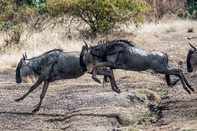 10-Day Serengeti Wildebeest Migration Safari from Arusha - Days 5 to 7: Seronera and central Serengeti