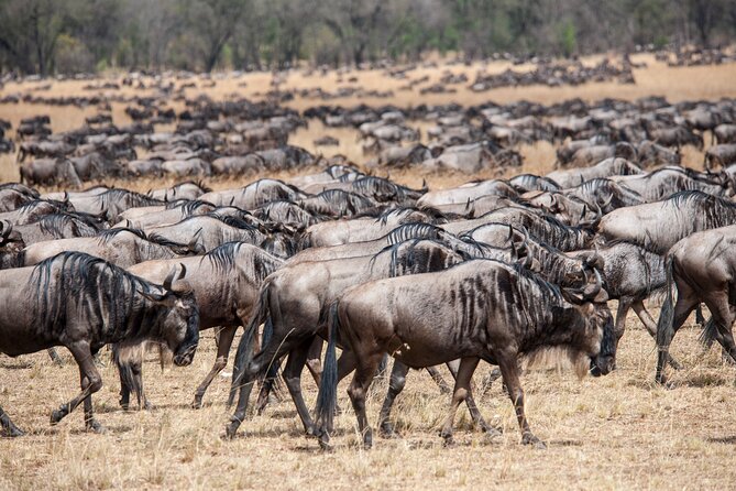 10-Day Serengeti Wildebeest Migration Safari from Arusha - Day 8: Ngorongoro Crater from the highlands