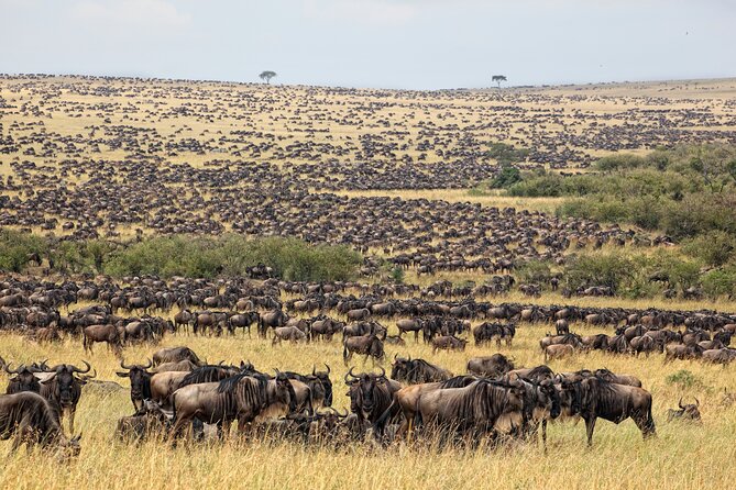10-Day Serengeti Wildebeest Migration Safari from Arusha - What the $5,512.83 price really covers