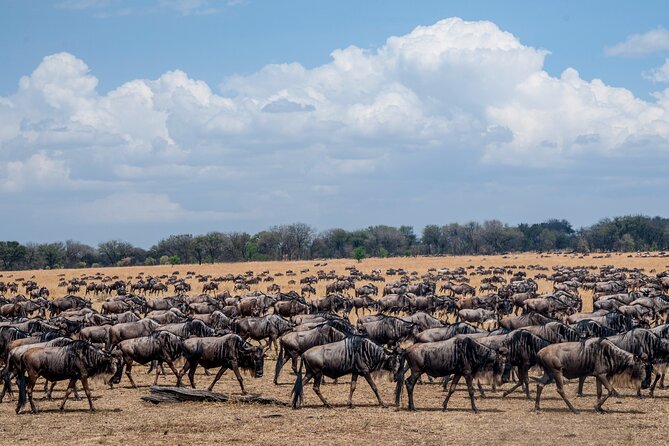 10-Day Serengeti Wildebeest Migration Safari from Arusha - Days 2 to 4: Northern Serengeti and Kogatende
