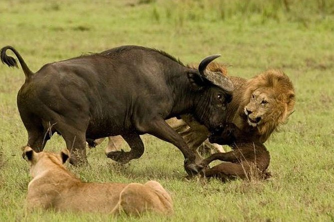 10 days family safari Tanzania - Key points to know before booking