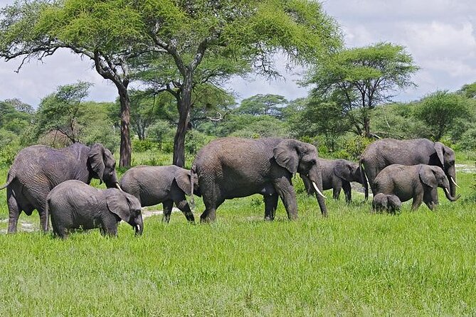 10 days family safari Tanzania - Day 5: Two Serengeti game drives in one day