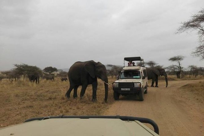 12 Days Amazing Tanzania Wildlife and Cultural Experience - Why this route works for a first Tanzania safari