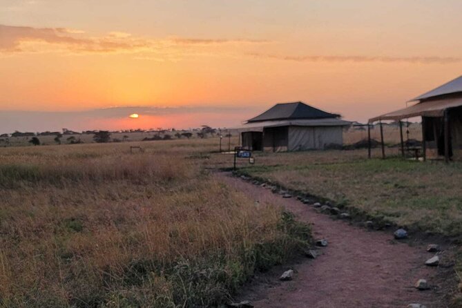 12 Days Safari Tour around Mt Kilimanjaro off the beaten - Days 4 and 5: Mkomazi, wild dogs, and wide open country