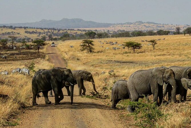 12 Days Safari Tour around Mt Kilimanjaro off the beaten - Day 7: Lake Manyara’s forest and birdlife