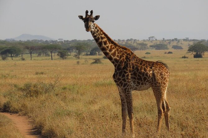 12 Days Safari Tour around Mt Kilimanjaro off the beaten - Day 8: Lake Natron, waterfalls, and flamingos