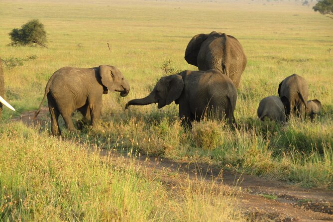 12 Days Safari Tour around Mt Kilimanjaro off the beaten - Day 9: Entering Serengeti through the eastern route