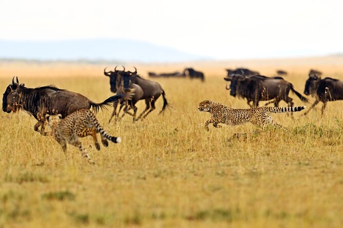 2 Day Budget Safari in Tarangire and Ngorongoro From Arusha - Day one: Tarangire’s elephants and baobabs