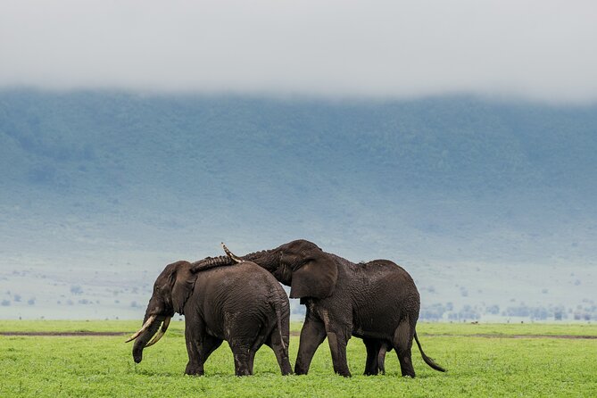 2 Day Budget Safari in Tarangire and Ngorongoro From Arusha - Day two: entering Ngorongoro Crater