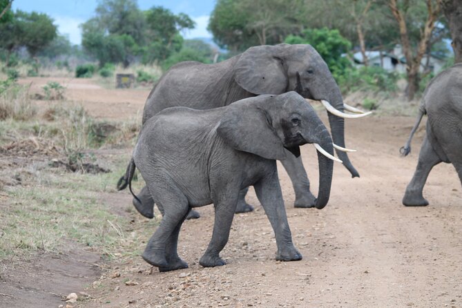 2-Day Private Mikumi National Park Tour with Pickup - Why Mikumi works from Dar es Salaam