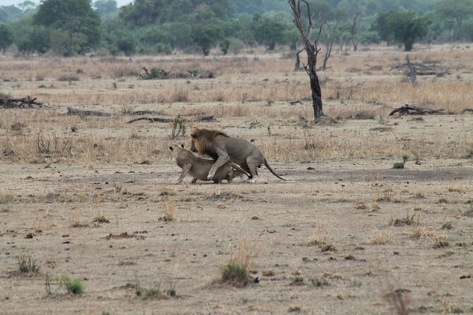 2-Day Private Mikumi National Park Tour with Pickup - The 6:00 am departure from Dar es Salaam