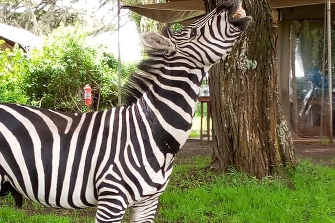 2 Day Safari Tarangire and Ngorongoro Crater - Why Tarangire makes the right first day