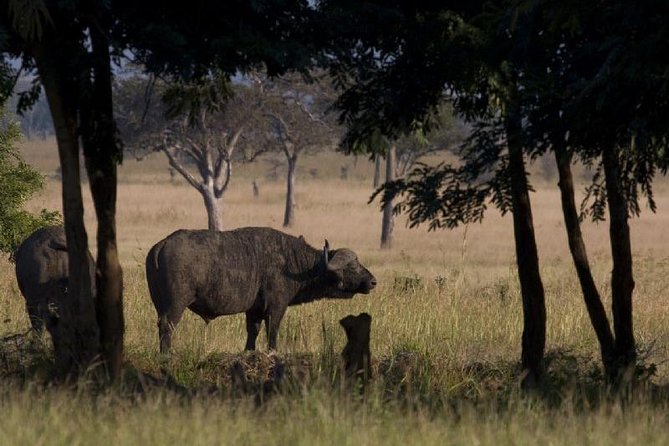 2 Day safari to Mikumi departure from Zanzibar - Key points before you book