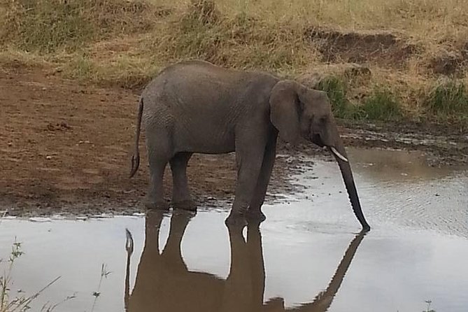 2 Day safari to Mikumi departure from Zanzibar - Wildlife at Mikumi: what you may actually see