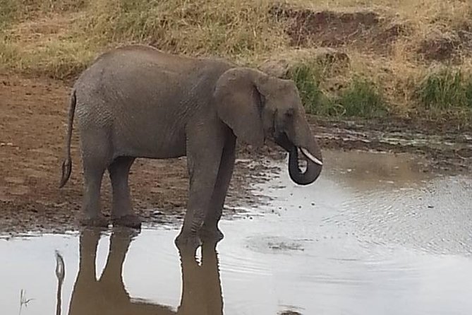 2 Day safari to Mikumi departure from Zanzibar - Is $690.90 good value?