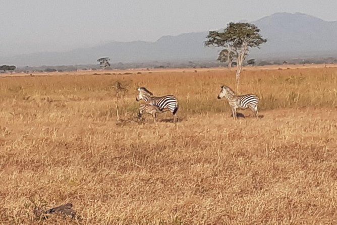 2 Day safari to Mikumi departure from Zanzibar - Private travel, communication, and possible trouble spots