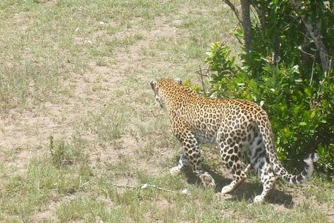2 Day safari to Mikumi departure from Zanzibar - Who will like this Mikumi trip?