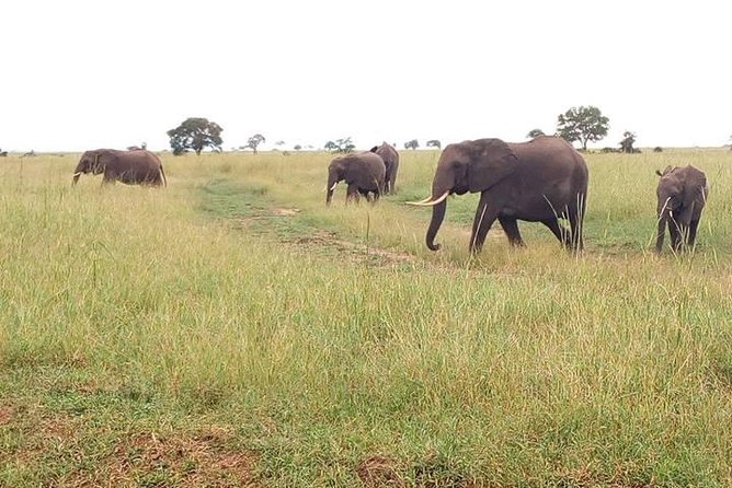 2 Day Safari To Mikumi National Park + transfers from Dar Es Salam - Key things to know before booking