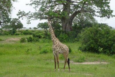2 Day Safari To Mikumi National Park + transfers from Dar Es Salam