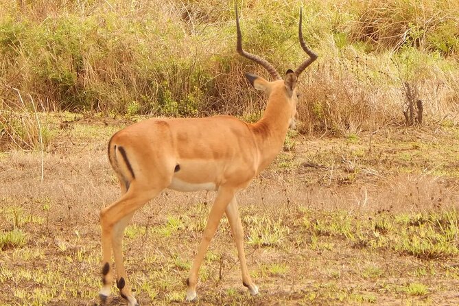 2 Day Safari To Mikumi National Park + transfers from Dar Es Salam - What the $902.57 price means