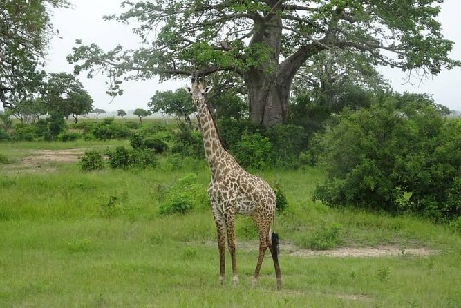2 Day Safari To Mikumi National Park + transfers from Dar Es Salam - Day two, the main safari day in Mikumi
