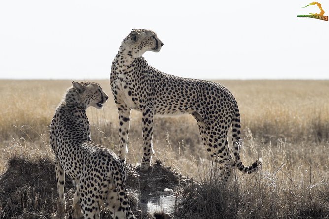 2 Day Serengeti Safari Experience from Mwanza - The 7:00 am departure from Mwanza