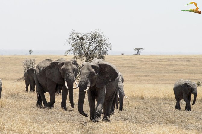 2 Day Serengeti Safari Experience from Mwanza - The Serengeti Hippo Pool stop