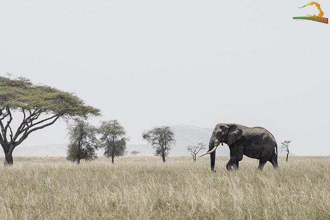 2 Day Serengeti Safari Experience from Mwanza - One night camping or staying in a lodge