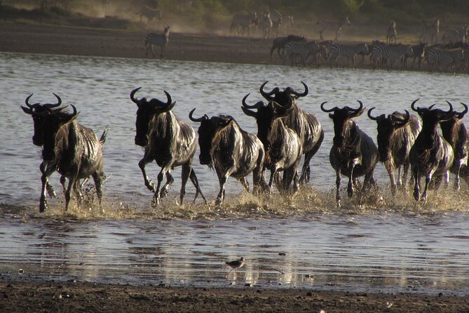 2-Day Sublime Safari to Tarangire and Ngorongoro Safari - Overnight Planning and Included Meals