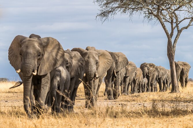 2-Day Sublime Safari to Tarangire and Ngorongoro Safari - Entering Ngorongoro Crater on Day Two