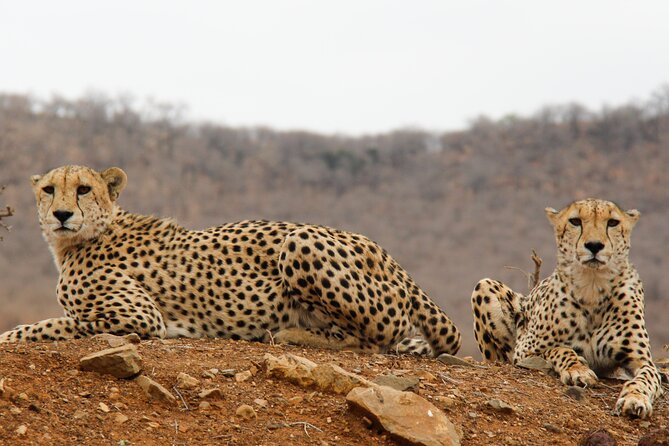 2-Day Sublime Safari to Tarangire and Ngorongoro Safari - Lunch Beside the Hippo Pool