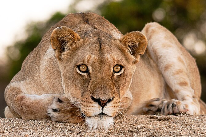 2-Day Sublime Safari to Tarangire and Ngorongoro Safari - What the Guides Add to the Experience