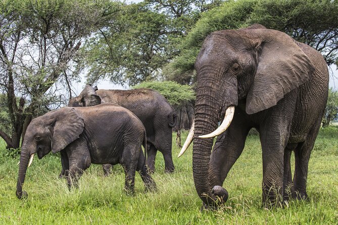 2-Day Sublime Safari to Tarangire and Ngorongoro Safari - Is $540 Per Person a Fair Price?