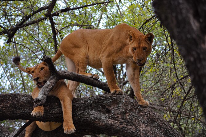 2-Day Sublime Safari to Tarangire and Ngorongoro Safari - The Drive from Arusha to Tarangire