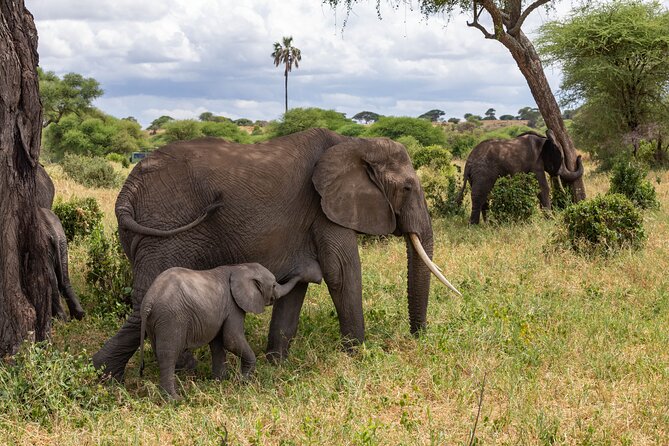 2 Day Tanzania Safari in Tarangire and Ngorongoro Crater - Key points at a glance