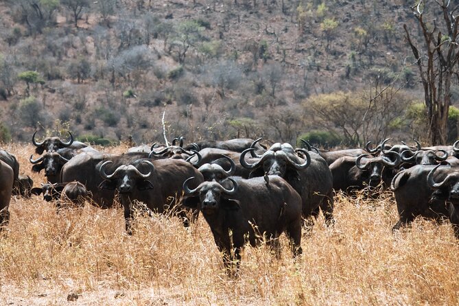 2 Day Tanzania Safari in Tarangire and Ngorongoro Crater - Day two inside Ngorongoro Crater