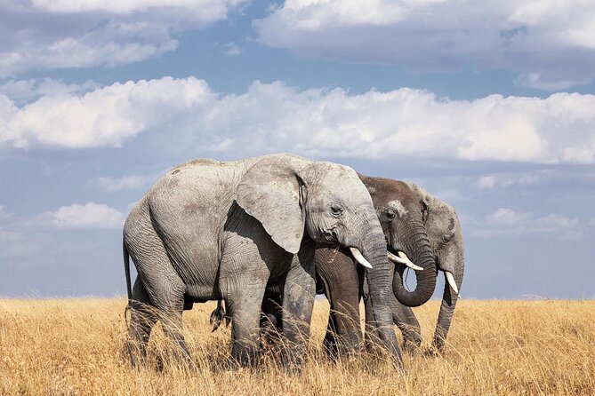 2 Day Tanzania Tour - Tarangire begins with baobabs and elephants