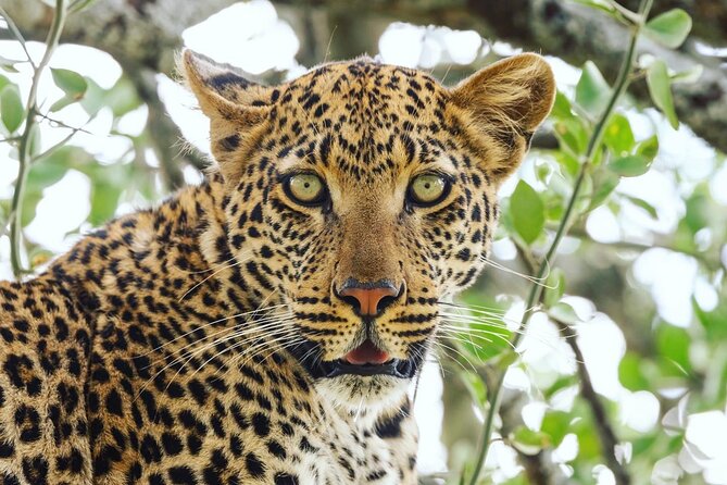 2 Day Tanzania Tour - What a private safari changes