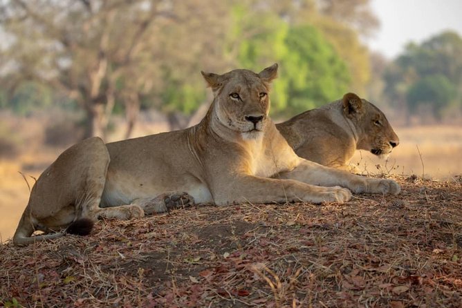 2 Day Wildlife Experience and Masai Culture Mikumi Park - The 5:30 am departure from Dar es Salaam