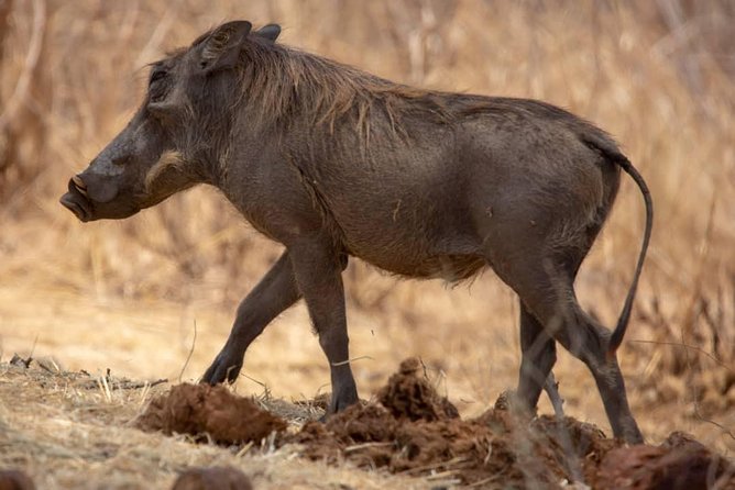 2 Day Wildlife Experience and Masai Culture Mikumi Park - A sunrise drive before breakfast