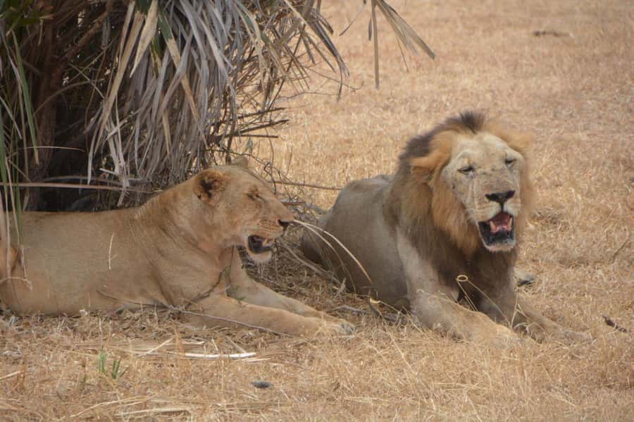 2 Day Zanzibar to Nyerere NP (Selous GR) By Flight - Day One: Mtemere Airstrip and a Full Game Drive